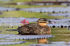 Masked Duck